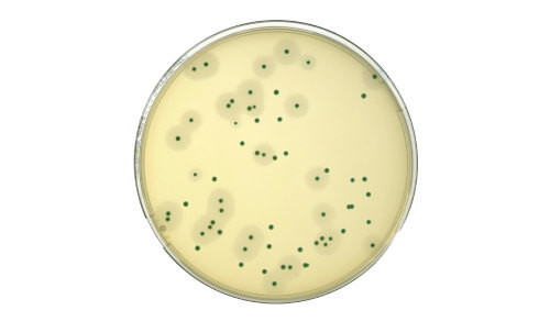 Compass Listeria Agar Chromogenic Media Noack