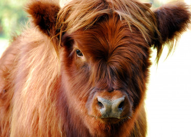 Q-Fever (Coxiella burnetii) - Noack